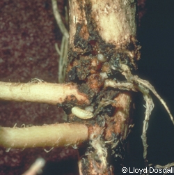 Larves de mouches de la famille Anthomyiidae.